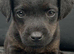 Patterdale x Lakeland