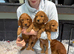 Cockapoo pups