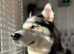 1 x Male Siberian Husky Puppy left