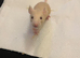 5 female rats