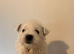 Beautiful westies