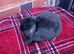 Mini lop / plush lop