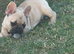 Female French bulldog