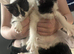 kittens for sale ragdoll x dometic family pets