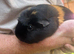 2 female guinea pigs