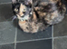 Bengal mix kitten