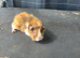Female guinea pigs