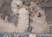 Ragdoll Kittens