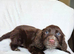 Wonderful cocker spaniel puppies