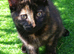 Pretty Litter of Mixed Breed Kittens Ready Now :) Boys and Girls
