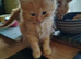 Maincoon/domestic /pure ragdoll