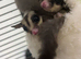 Male and Female sugar gliders