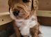 PARTI TUXEDO STUD GOLDENDOODLE AUSTRALIAN LABRADOODLE