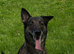 4 yr Mali - No other dogs or children under 15