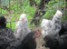 Black/White Mottled Pullets( Female) Bantam Pekin/Araucana (Blue eggs)