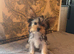 Yorkshire terrier/Mini/Particoloured/Traditional