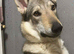 Sell Czechoslovakian wolfdog
