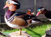 Mandarin Ducks