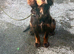 Traditional Working Cocker Spaniels