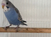 Baby budgies for sale!