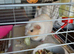 Three Guinea pigs, all girls