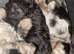 Covapoo pups for sale