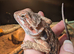 Female baby bearded dragon