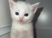 5 gorgeous kittens looking for there forever homes ️