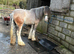 Cob colt 3 year old