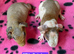 Skinny Pig Sows