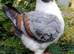 Wanted: Male Modena Pigeon