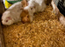 BABY AND YOUNG ADULT FEMALE GUINEA PIGS