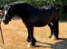 13hh 12 year old cob gelding