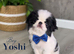 Japanese Chin puppies