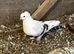 Pigeon for sale