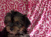 Beautiful Yorkshire Terrier Puppies