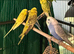 young budgies available young male & female