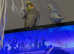 Grey male cockatiel for sale