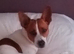 Burtie looking for a Lady friend.