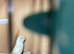 ive got 3 un sexed baby parrotlets