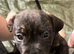 Staffy x daschund