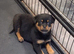 Rottweiler puppies