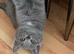 Beautiful Scottish Fold girls
