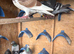 Racer pigeons