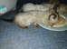 4female bengals looking for loving homes