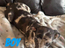 COLLIE X WHIPPET PUPPIES FOR SALE!