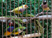 Proven Pair of Gouldians / Young Pair / Proven hen