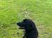 Black Labrador Female 27months old
