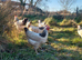 Day‑Old Chicks and Hatching eggs
