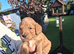 Exceĺent cockerpoo puppies 3 males